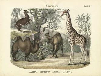 Säugetiere, um 1860